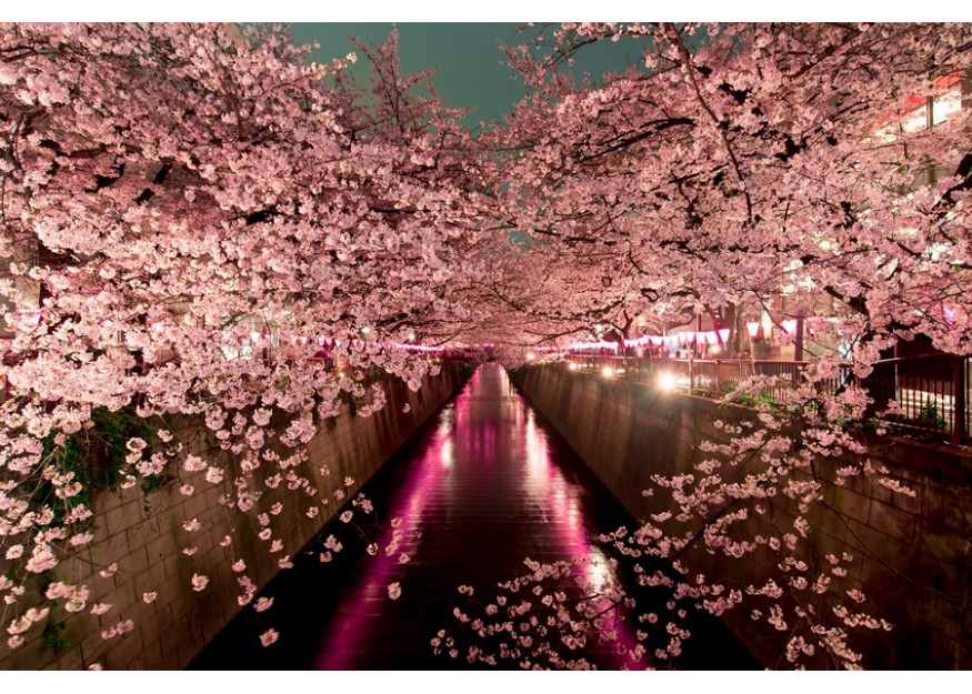 When will the Sakura blossom season start?